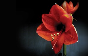 2025 Amaryllis Campaign