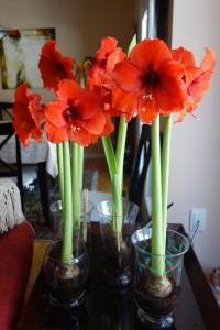 Amaryllis