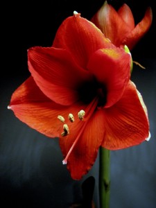 Amaryllis Image 2011