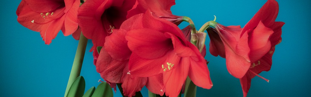 Page Banner Image