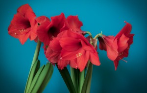 Amaryllis Campaign Raises $115,000