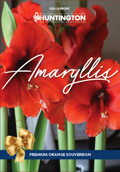 Amaryllis Design 1