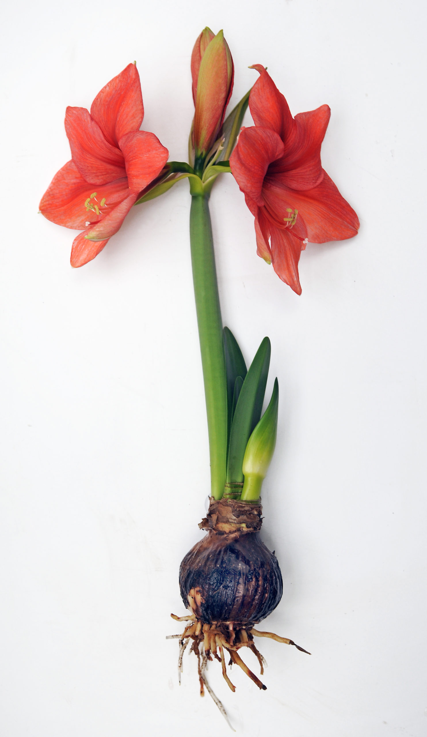 Amaryllis Campaign - Still Going Strong!
