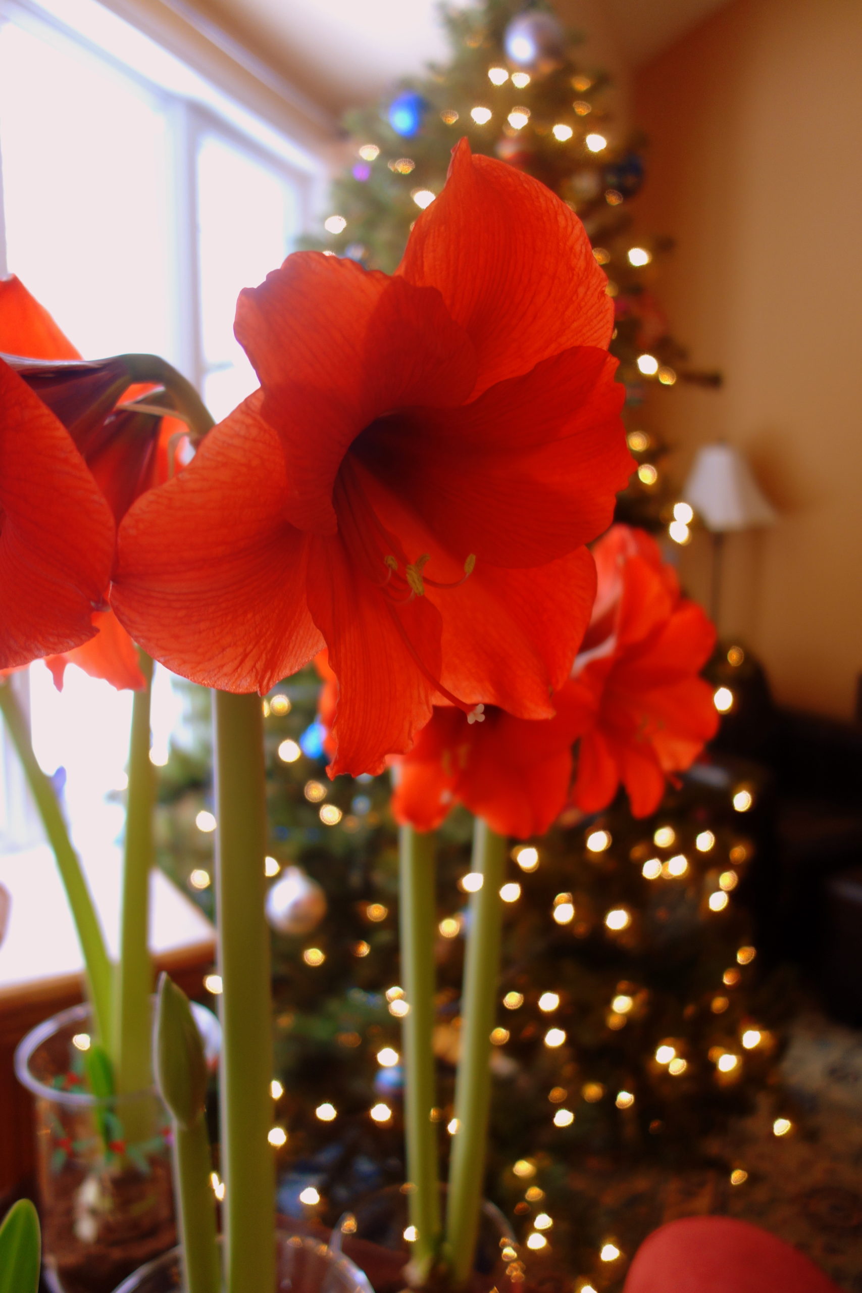 Tips & Tricks to Grow Your Amaryllis Plant