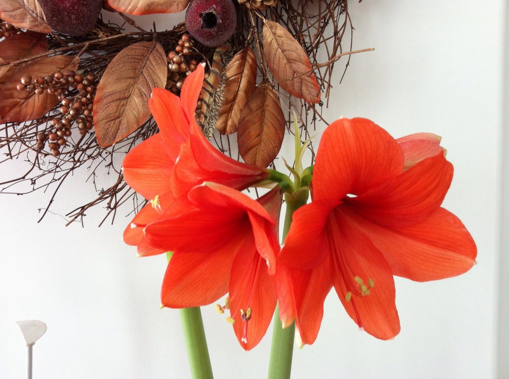 Amaryllis plant