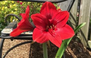 The Story behind HSC’s annual Amaryllis Campaign