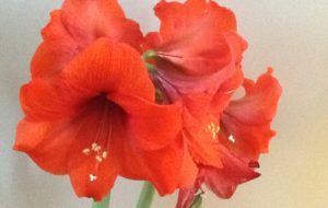 And the winner is……2017 Amaryllis Early Bird Contest