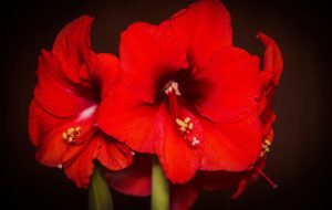 Faith Wood is Growing Hope with Amaryllis