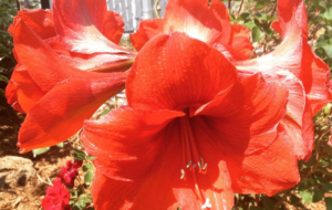 Colleen Shea is Growing Hope with Amaryllis